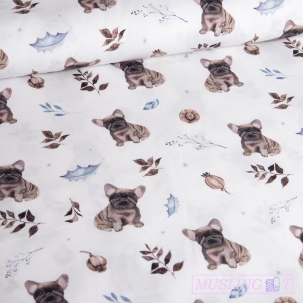 Poplin - Franske bulldogs